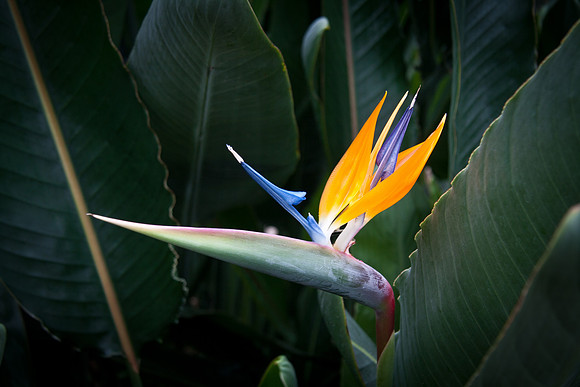 Bird of Paradise